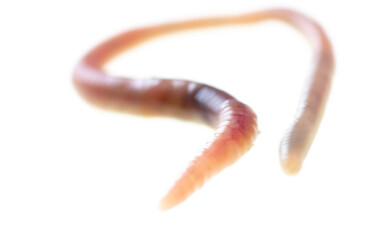 Earthworm on a white background.