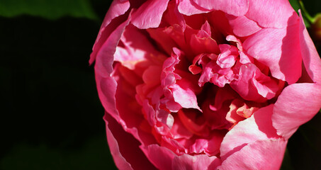 Blooming peony flower, pink close-up. Macro, plant, copy space..