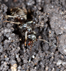 Ant crawling on the ground.
