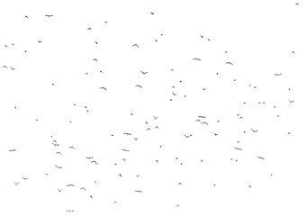 Fototapeta premium Flock of birds isolated on white background