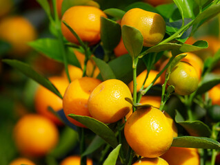 Ripe tangerines on the branches of a tree