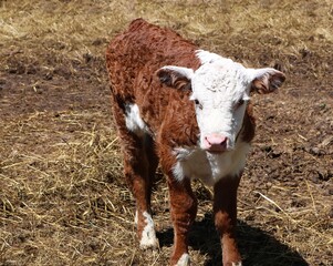 Newborn red with white face Hereford calf standing in the straw © Diane