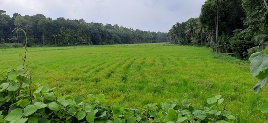 Nature, kolenchery, kerala