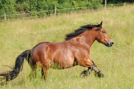 Ardenner Kaltblutpferd