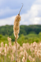 Bulrush standing above all others © D Evans