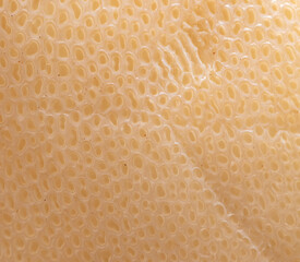 Mushroom scaly tinder fungus as background.