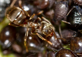 Ant collects milk on aphids in nature.