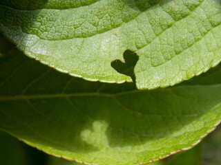 a hole in the heart-shaped leaf