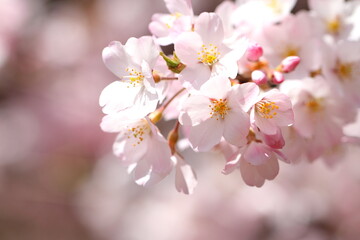 桜（ジンダイアケボノ）