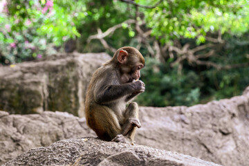 A monkey sits on a stone in a park