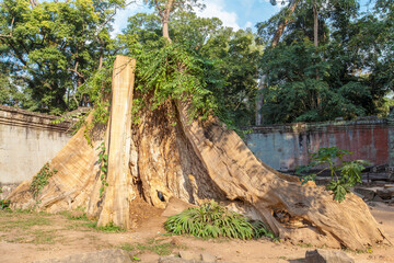 Ruins Ta Prohm temple and Banyan Tree Roots, Angkor Wat complex, Siem Reap, Cambodia.