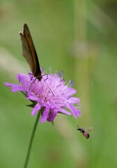 Biodiversité insectes