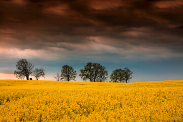 Kwitnące Pola Rzepaku o Zmierzchu  © Wojciech Lisiński