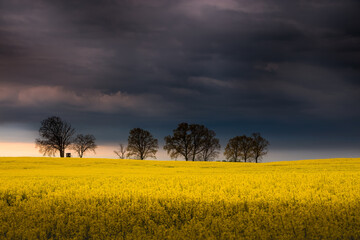 Kwitnące Pola Rzepaku o Zmierzchu  © Wojciech Lisiński
