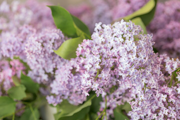 Flowers of Lilac (Syringa vulgaris). Shallow depth of field, selective focus