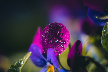 purple anemone flower