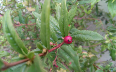 red currant bush, pomegranate fruit plant growing in the garden, fresh farming, nature photography