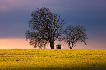 Kwitnące Pola Rzepaku o Zmierzchu  © Wojciech Lisiński