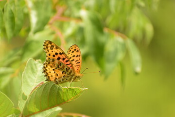nature has greatest collection of stunning creatures.argynnis hyperbius