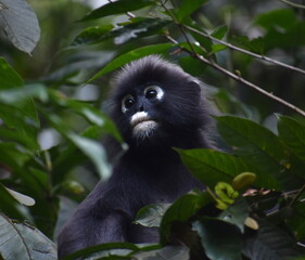 Cute langur monkey looking into the distance while sitting in a tree in the jungle