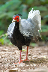 Kalij Pheasant Male gray-backed pheasants look for food on the ground along the edge of the forest.