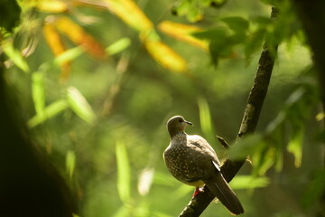 Back side shot of a spotted dove  (Spilopelia chinensis)  perching  in  the forest. Mandi, Himachal pradesh, India