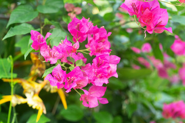 Colorful bougainvillea flowers blossoms