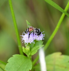Close up of a bee feeding on a small purple flower