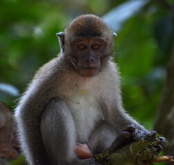 Young macaque monkey relaxing in a tree