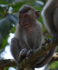Cute baby macaque monkey sitting in a tree in the jungle