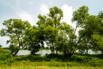 Green trees growing by the river in Lithuania