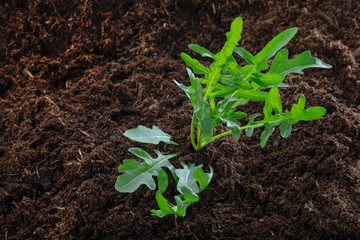 Rucola-Pflanze im Beet