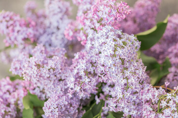 Summer flowers. Lilac flowers, close-up, selective autofocus