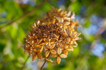 Closeup of dry cluster of Hydrangea flowers against green background in garden on sunny spring day