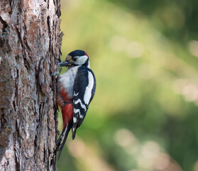 Close up male bird The great spotted woodpecker, Dendrocopos major peckin to the arch tree trunk with sunflower seed in his beak. Green bokeh background. Selective focus.