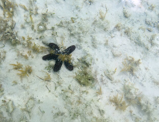 Starfish in the water at the beach