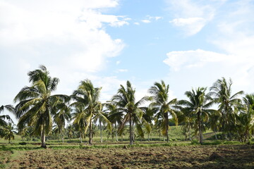 An array of coconut trees in the farm