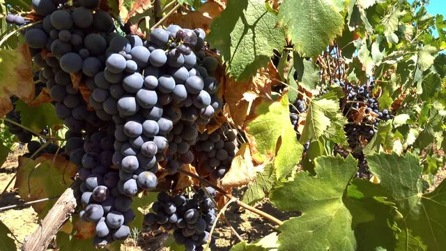 Des grappes de raisins dans un rang de vigne