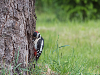 Close up male bird The great spotted woodpecker, Dendrocopos major peckin to the arch tree trunk with sunflower seed in his beak. Green bokeh background. Selective focus.