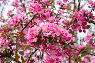 Ornamental pink apple tree blooming in spring, Meripuisto park, Helsinki, Finland