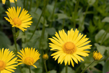 Doronicum yellow daisy flowers in the garden