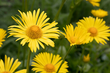 Doronicum yellow daisy flowers in the garden