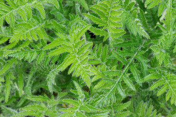 green background of living leaves in the garden
