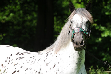 Noriker Kaltblut