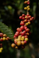 red cherries coffee on a branch