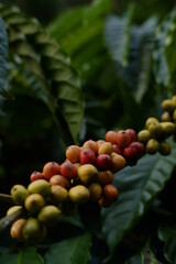 Coffee cherries ready to harvest