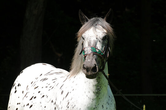 Noriker Kaltblut