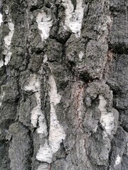 Birch bark texture up close black and white colors