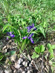 spring flowers in the garden