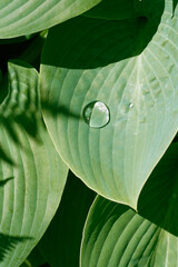 Close up view of a water drop glistening on a big green pointy leaf of a hosta, or plantain lily,...